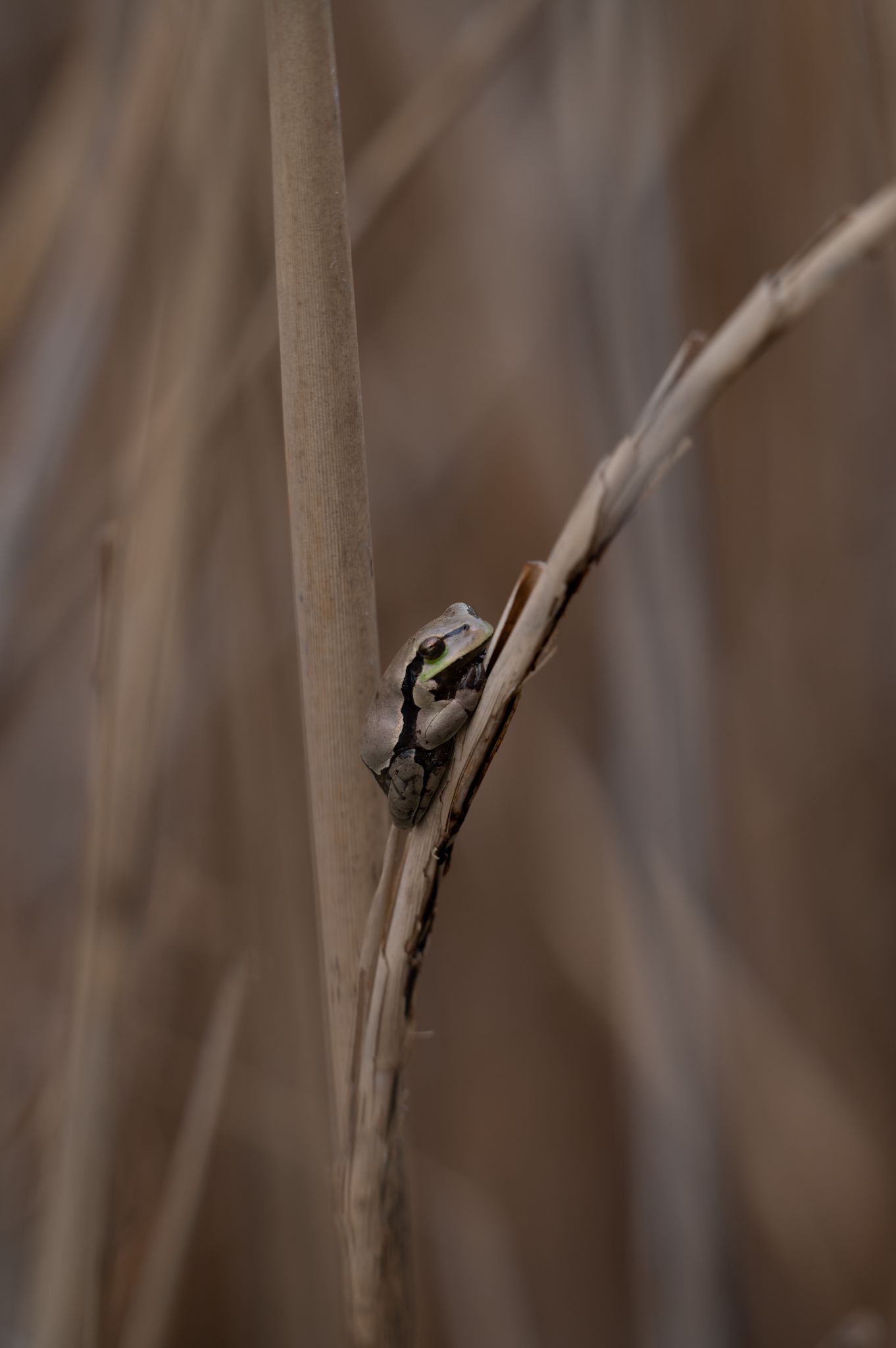 Laubfrosch braun Hyla arborea